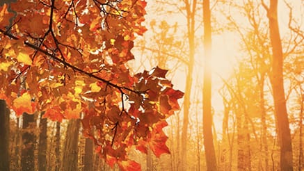 2017 Thankful Moment corporate holiday ecard thumbnail