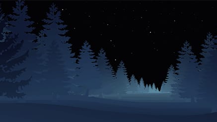 Forest Night